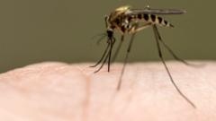 Why are thousands of mosquitoes being released in Washington DC?