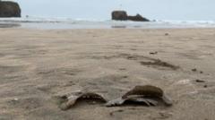 Bits of beach 'rubber' are left by predatory snails