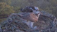 Osprey webcam helps reserve visitor numbers to soar