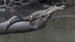 Les incroyables nouvelles espèces animales découvertes dans le bassin du Congo