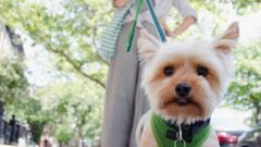 Owners face £100 fines for dogs off leads