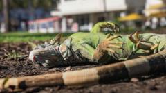 Watch: Florida iguanas are 'cold stunned' and falling from trees