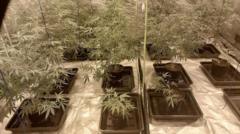 Hundreds of cannabis plants discovered in village