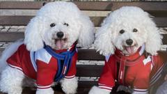 Pet owners hit with steep bills after EU passport rule change 