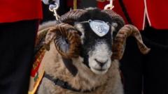 Regiment ‘deeply saddened’ after ram mascot dies