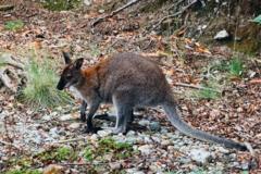 A wild wallaby among foliage on a small Scottish island.