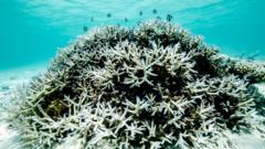 Great Barrier Reef may partially recover from 'grim future' if global warming stays below 2C