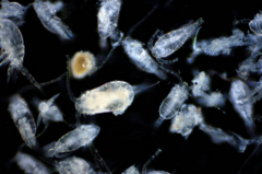 โคพีพอด (Copepod) คือแพลงก์ตอนสัตว์ชนิดมีเปลือกแข็ง พบได้ทั้งในแหล่งน้ำจืดและน้ำเค็มทั่วโลก 