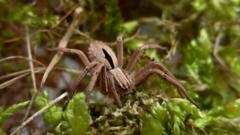 The Risky Bet to Save the Fen Raft Spider