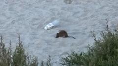 Rats on popular beach 'out of control' as council lays poison
