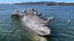 Why are grey whales dying in San Francisco's waters? US scientists search for clues