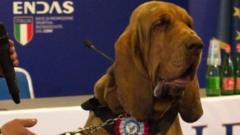 Italian 'hero' sniffer dog killed with nail-filled sausages