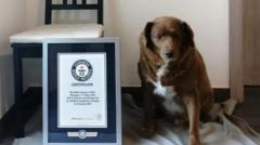 Bobi has beaten the Guinness World Record for oldest dog that has stood for decades
