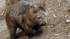 US influencer draws backlash for stealing baby wombat from mum