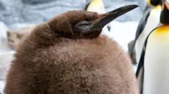 Meet Pesto: The fat baby penguin and viral superstar