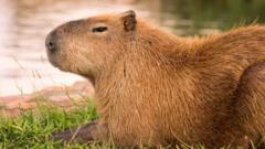 Search on for capybara that escaped from zoo