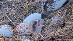 First Rutland Water osprey chick of the year hatches