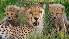 Seven cheetah cubs filmed exploring for first time