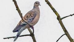 An oriental turtle dove perched on tree branch