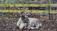 Runaway reindeer who fled Christmas attraction has security beefed up