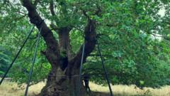 Can the 800-year-old Druids Oak help save tomorrow's forests?