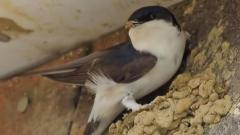 House martin nest cups offered to combat decline