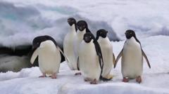 penguenler 