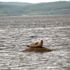 A seal lying on a rock in water, with hillside in the distance.