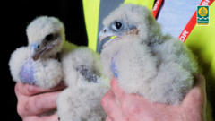 Public vote to call peregrine falcon chicks Isa and Winston