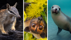 Australia is the planet's extinction hotspot, but one animal offers a glimmer of hope