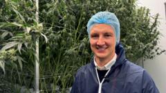 Inside the 'secret' £10m medicinal cannabis factory