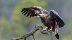 'Long way to go' on tackling bird of prey persecution, says RSPB