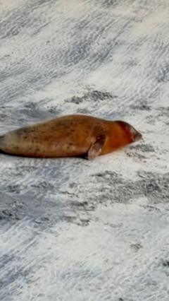 Seal spotted on a Thames beach goes viral