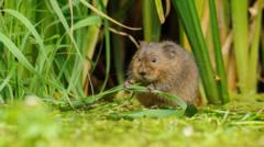 Charity buys meadow to protect rare river wildlife