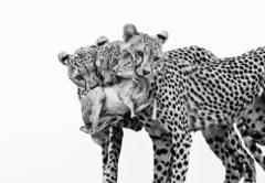 Wildlife Photographer of the Year 2025 – the best pictures so far
