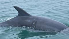 Should Swimmers Steer Clear of the Playful Dolphin?