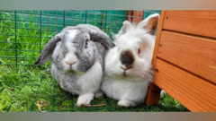 Animal rescue centre closure risk over rising costs