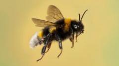 Bumblebees winter nest-building 'due to climate'