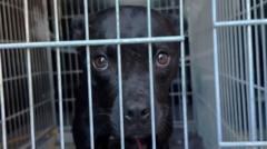 How an IT mix-up led a BBC investigation to unmask one Europe’s biggest dog fighters