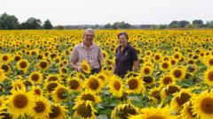 Sunflower fields radiant after hot and dry weather