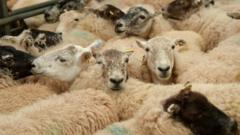 Will Travel Restrictions Ease for the Deadly Livestock Virus?
