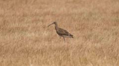 Curlew Conservation Efforts Bear Fruit as Pairs Return to Isle of Sheppey Nests