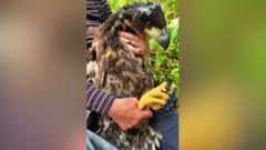 Around the island in 48 days: White-tailed eagle goes on Irish grand tour