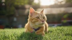 Cat stolen by delivery driver returned to owner