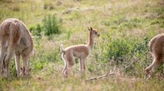 Pictures released of baby vicuna born at wildlife park
