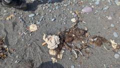 Mysterious 'blobs' are washing up on Canadian shore