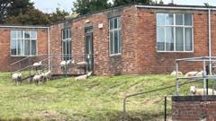 Could Sheep Be the Ultimate Lawn Mowers for Housing Associations?
