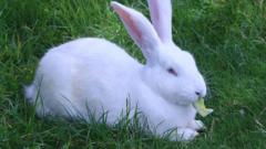 'Surge' in Easter rabbit purchases prompts charity plea