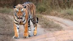 Nepal’s leader says it has too many tigers. Does it?