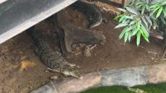 Man arrested on suspicion of attempted murder after boy injured in crocodile enclosure